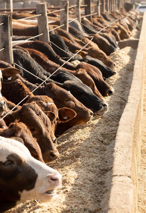 Livestock .